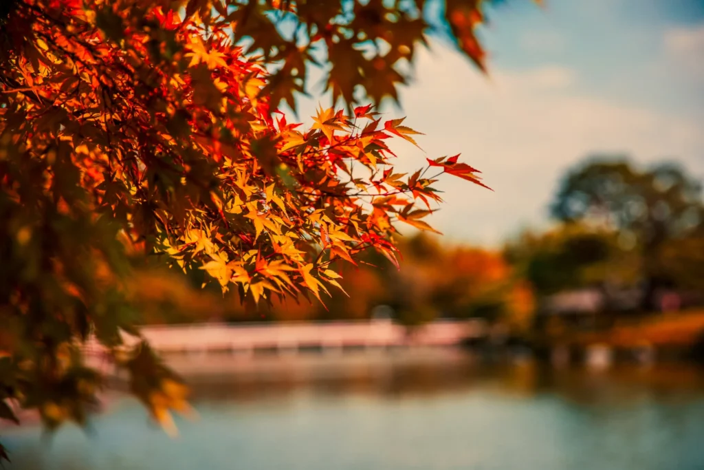 紅葉した木の葉