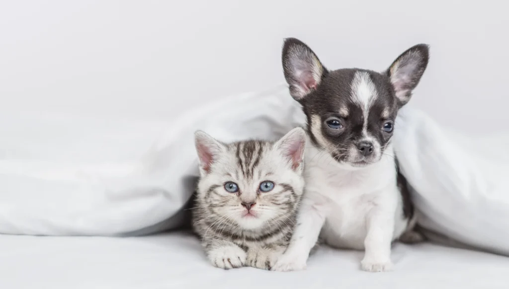 子猫と子犬
