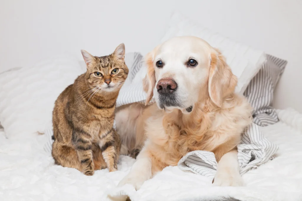 成犬と成猫