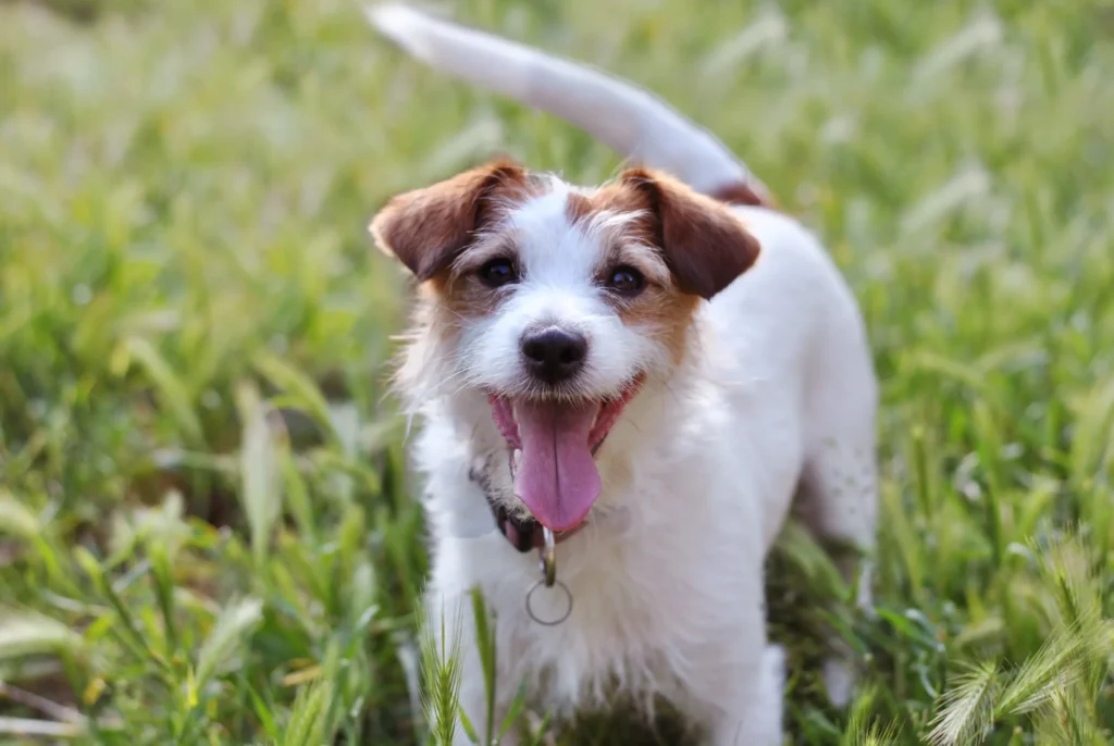 楽しそうな犬