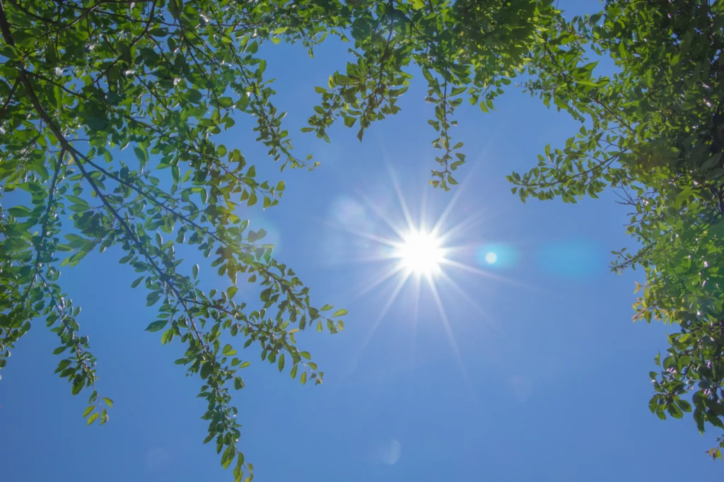 夏の日差し