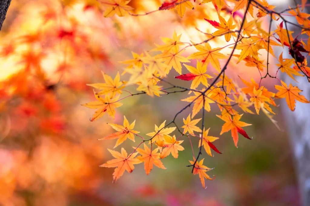 紅葉