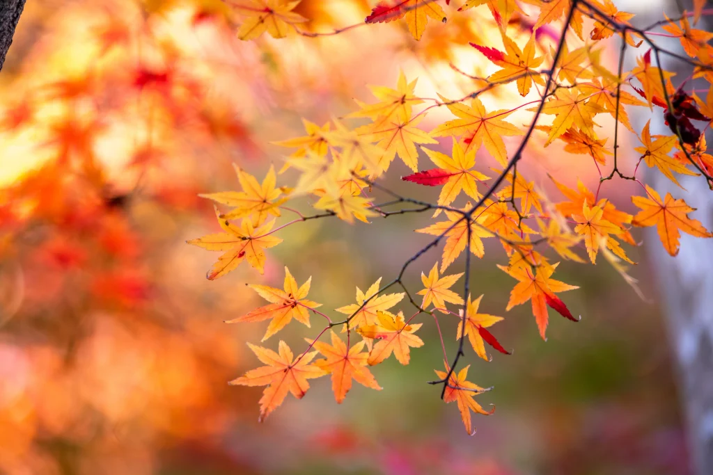 紅葉したもみじ