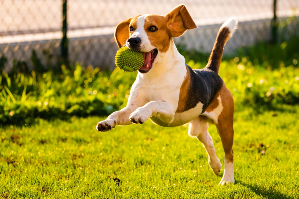 ボールをくわえる犬