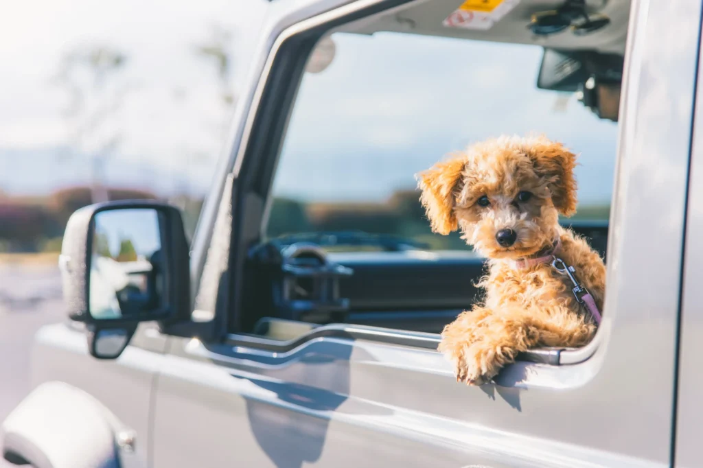 車に乗った犬