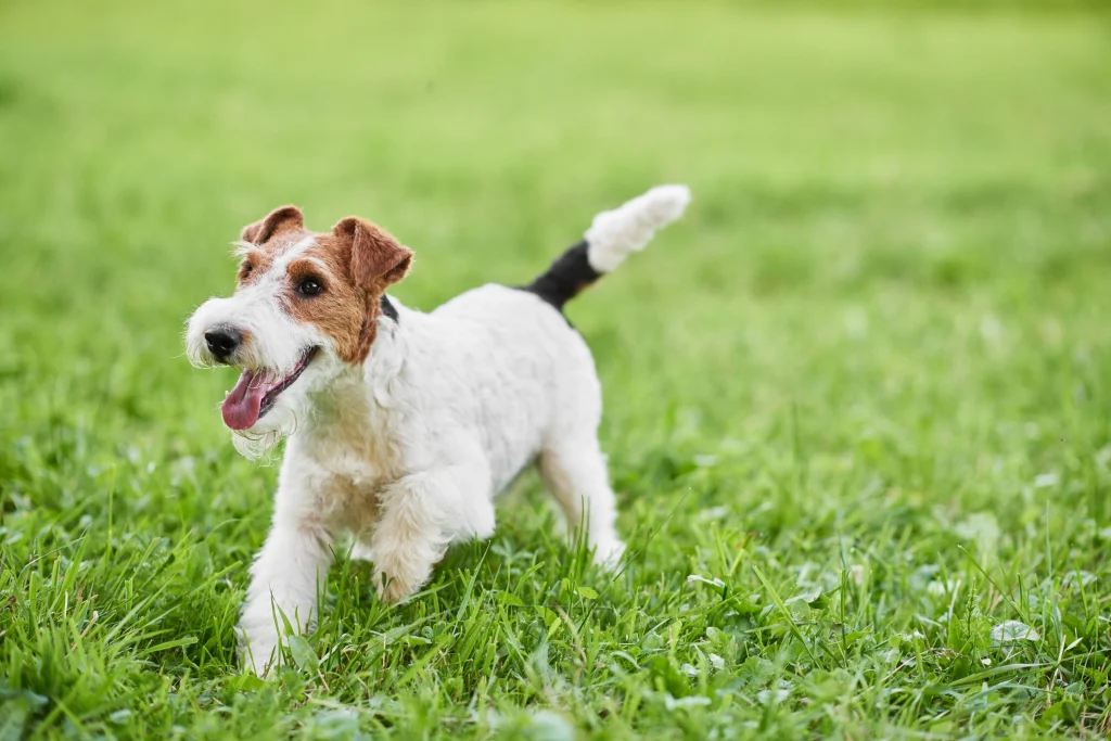 芝生ではしゃぐ犬