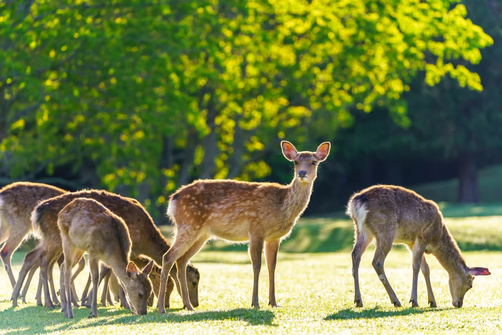 奈良公園の鹿