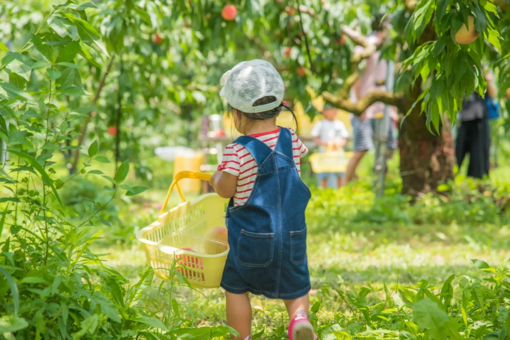 果物狩りをする幼児